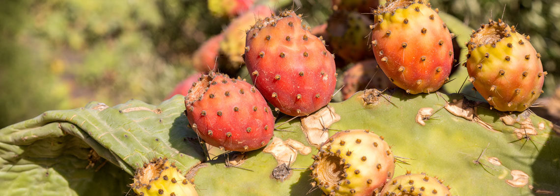 nopal