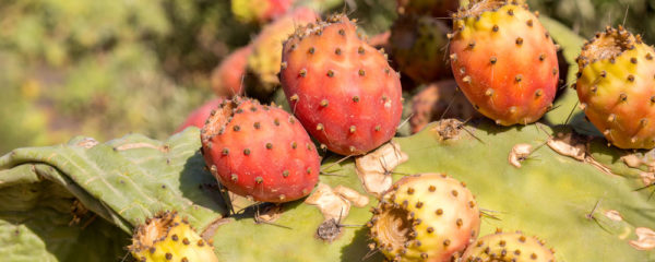 nopal