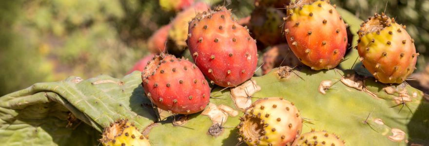 nopal