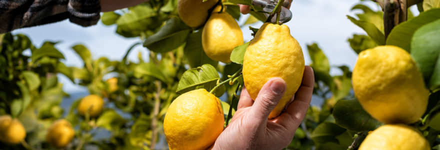 arbre agrume